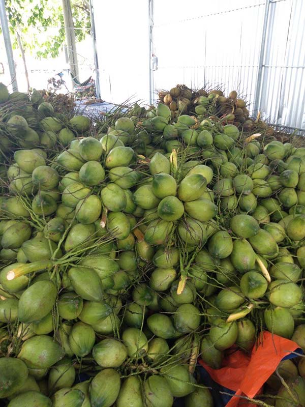 Cơ hội xuất khẩu dừa tươi sang thị trường UAE NS-D01-15D23