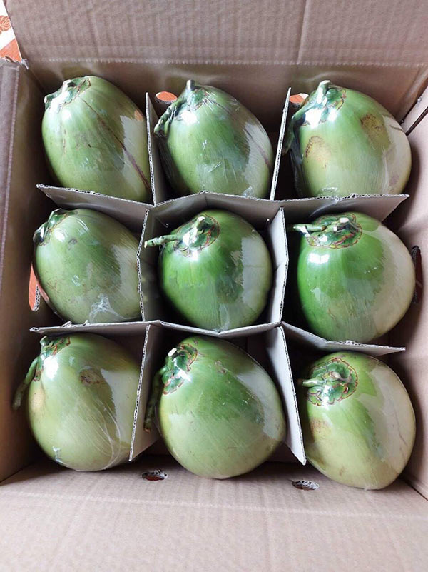 Cơ hội xuất khẩu dừa tươi nguyên trái sang thị trường Canada NS-D01-20D23