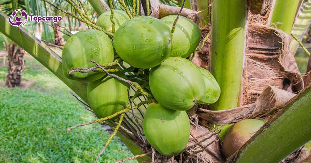 Cơ hội xuất khẩu dừa tươi nguyên trái sang thị trường Canada NS-D01-20D23