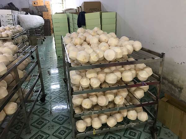 Cơ hội xuất khẩu dừa tươi sang thị trường Israel NS-D01-24D23