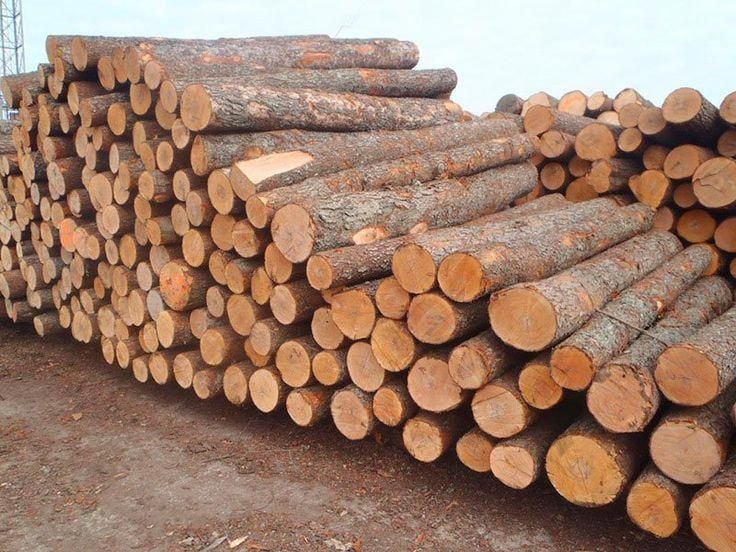 Cơ hội xuất khẩu gỗ thông tròn sang thị trường Trung Quốc G-THT01-22E23