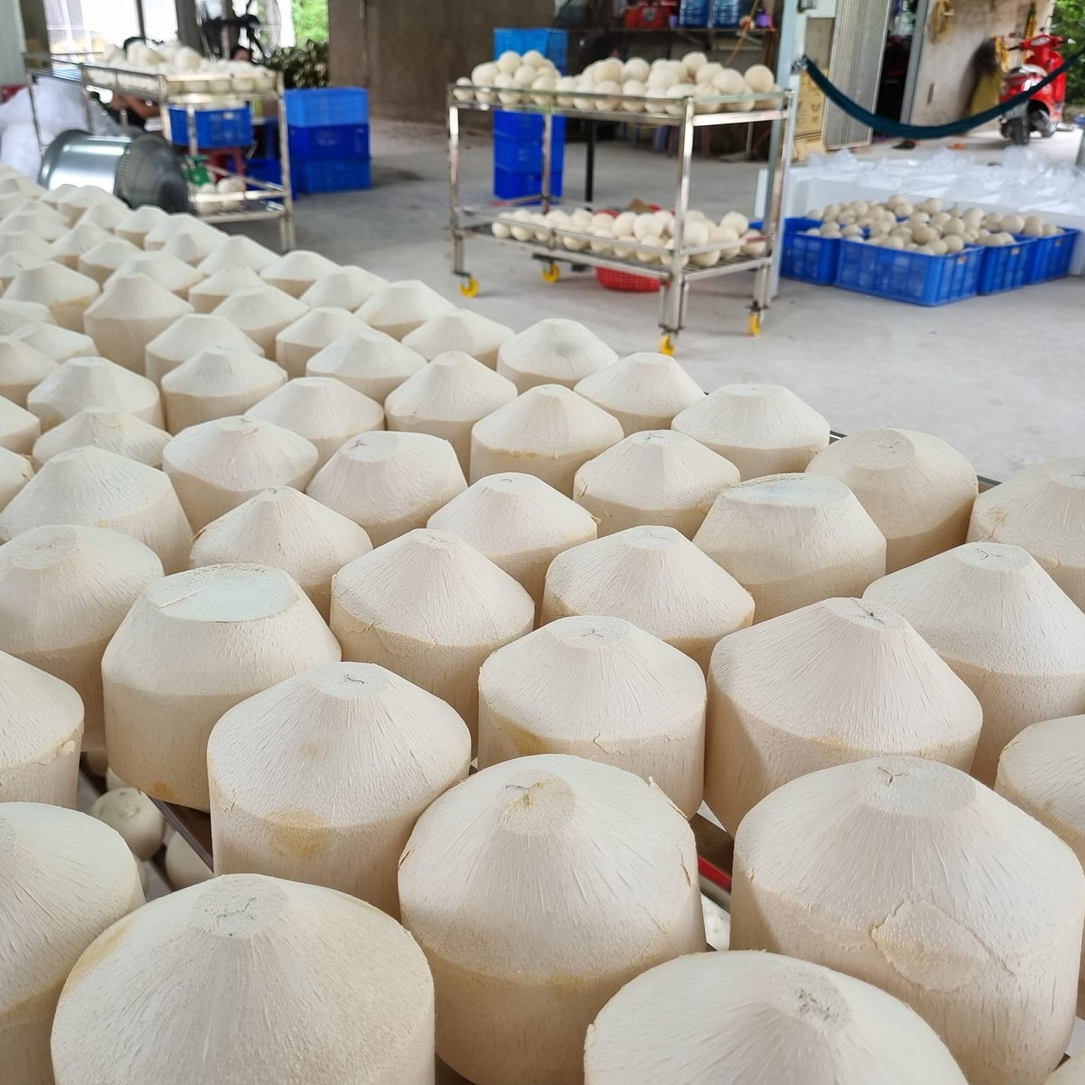 Cơ hội xuất khẩu dừa tươi sang thị trường Mỹ NS-D01-24E23