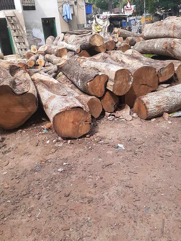 Cơ hội xuất khẩu gỗ keo tròn sang thị trường Trung Quốc G-KT01-05E23
