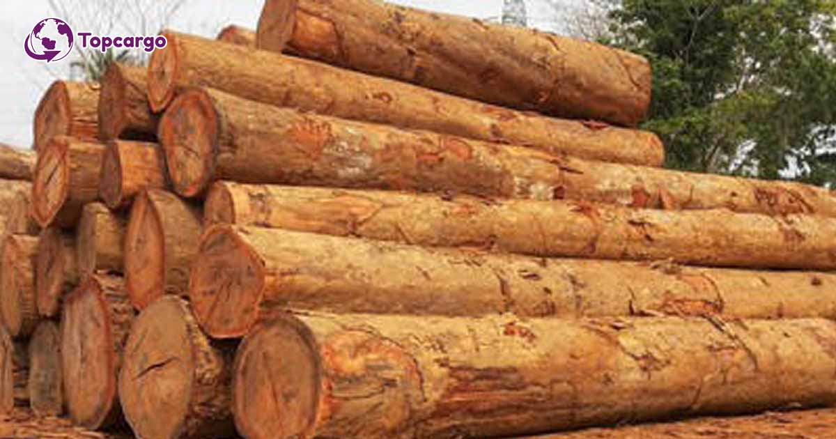 Cơ hội xuất khẩu gỗ thông tròn sang thị trường Nam Phi G-THT01-25E23