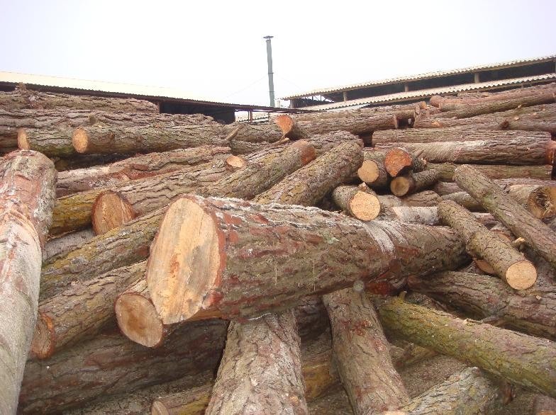 Cơ hội xuất khẩu gỗ thông tròn sang thị trường UAE G-THT01-15E23