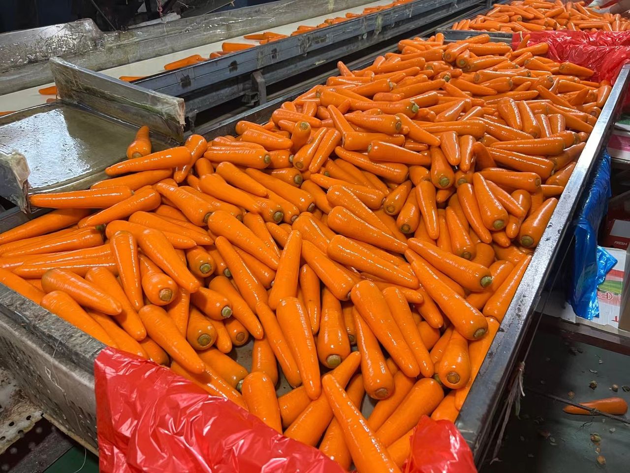 Cơ hội xuất khẩu cà rốt sang thị trường UAE NS-CR01-01F23