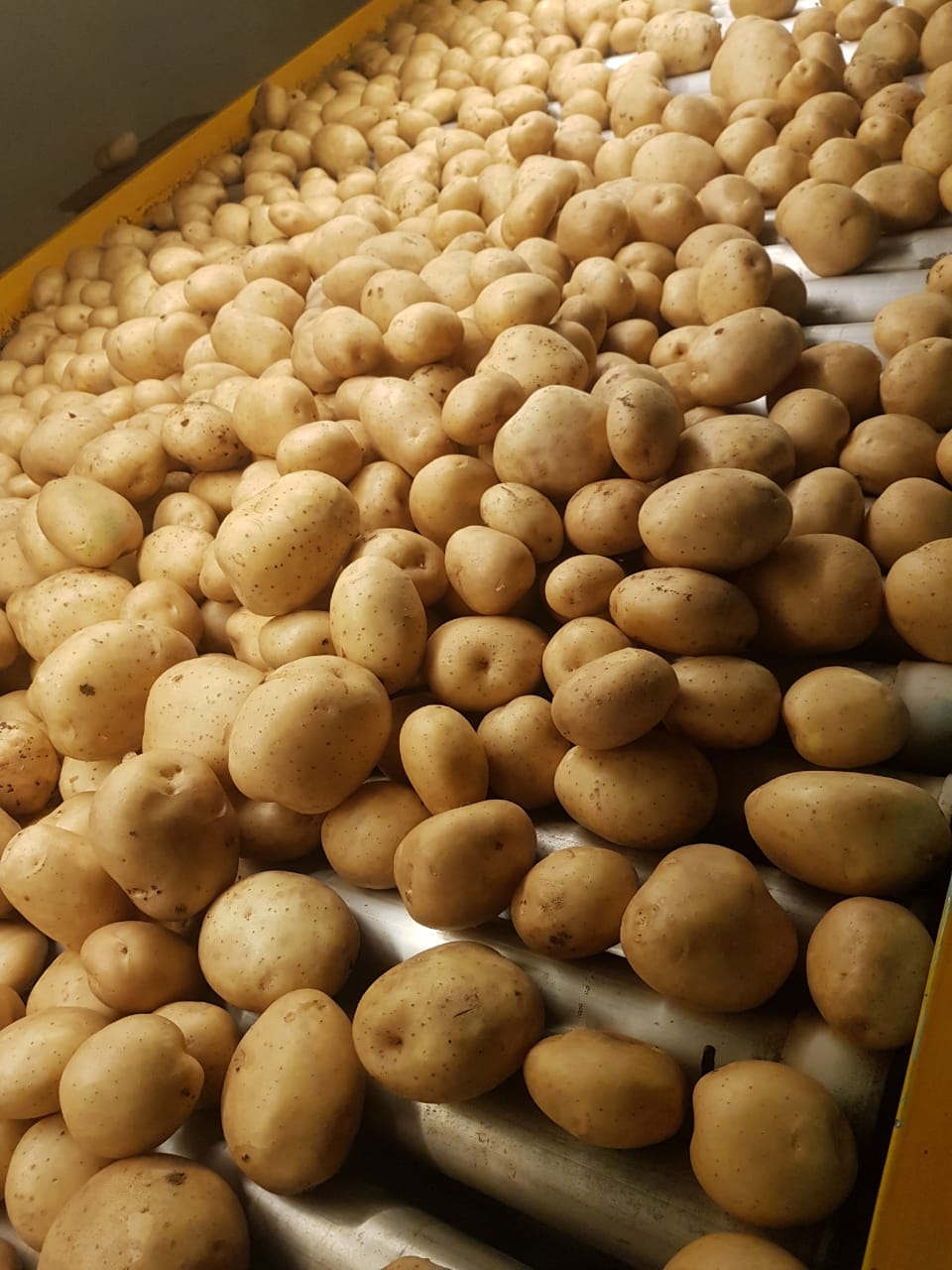 Cơ hội xuất khẩu khoai tây sang thị trường Campuchia NS-KT01-07F23