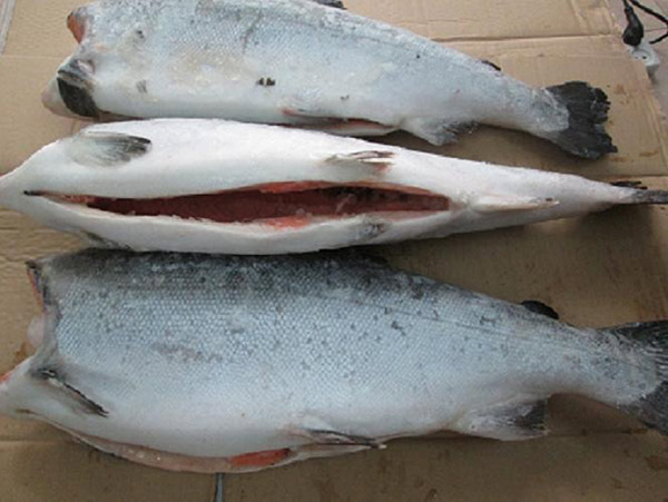 Đơn hàng xuất khẩu cá hồi sang thị trường UAE TS-CH01-20F23